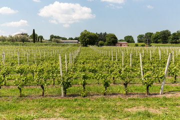 Vineyards in the Valpolicella region in Italy