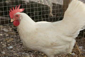 A white hen with a pink collar and a yellow beak