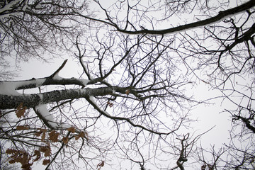 Fototapeta na wymiar Tree Branches Silhouette in Winter