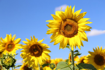Fototapeta premium Sonnenblume mit Bienen vor Himmel