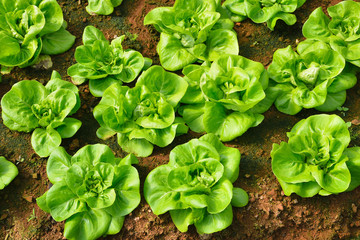 Vegetables salad growing out of the earth in the garden