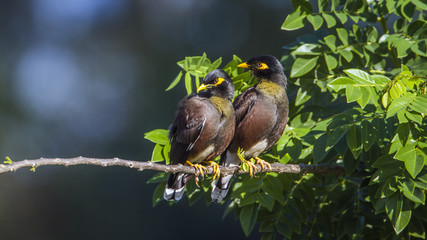 Common mynah in Ella, Uva province, Sri Lanka