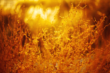 Natural golden background with golden grass