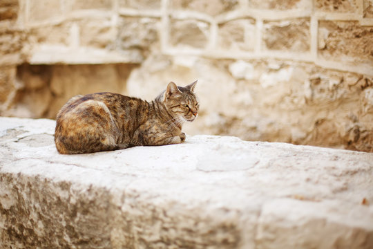 Wild city cat sitting on a stone wall