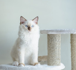Cute white kitten 