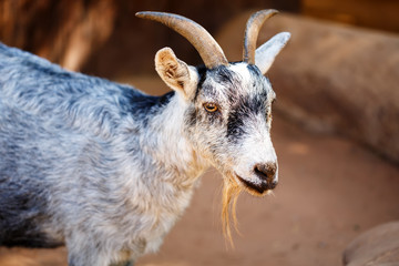 Grey goat close-up at the farm