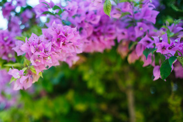 Bougainvillaea flowers at the nature