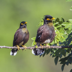 Common mynah in Ella, Uva province, Sri Lanka
