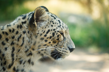 Leopard animal head close up