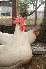 Life in a henhouse two chickens