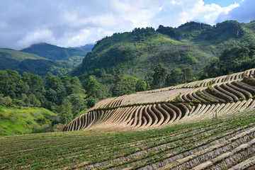 Fototapeta na wymiar Agriculture strawberry field in the North of Thailand