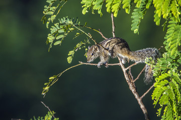 Indian palm squirrel in Ella, Uva province, Sri Lanka