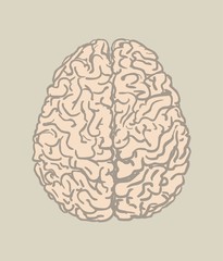 Human brain vector illustration