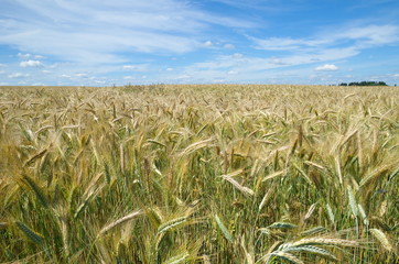 Rye field on a background of blue sky