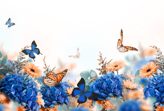 Fototapeta Amazing background with hydrangeas and daisies. Yellow and blue flowers on a white blank. Floral card nature. bokeh butterflies.
