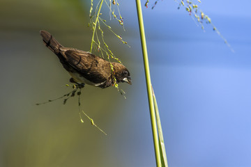 White-rumped munia in Ella, Uva province, Sri Lanka