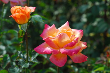 Chizaki Rose Garden