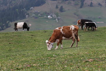 Fototapeta na wymiar cow in the village