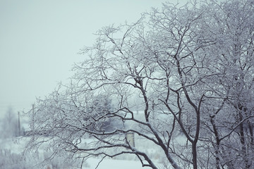 snowy winter landscape in the Christmas forest