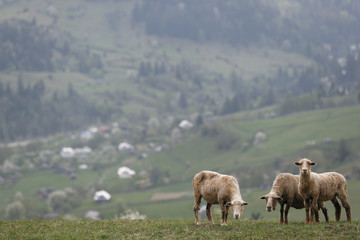 sheep in the village