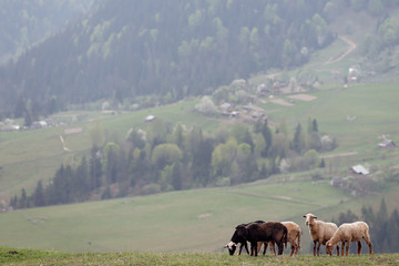 sheep in the village