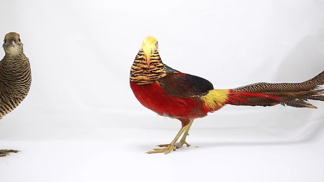 male and female gold pheasant on a white background