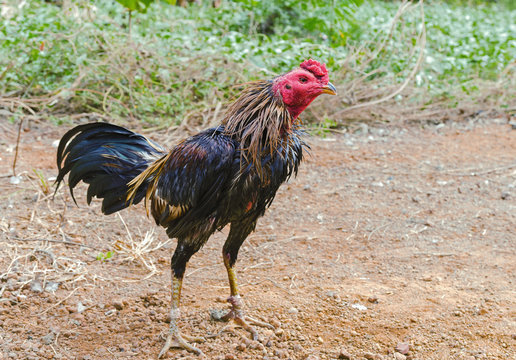 fighting cock in farm