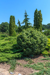 Fototapeta na wymiar Garden of coniferous trees