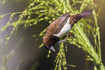 White-rumped munia in Ella, Uva province, Sri Lanka