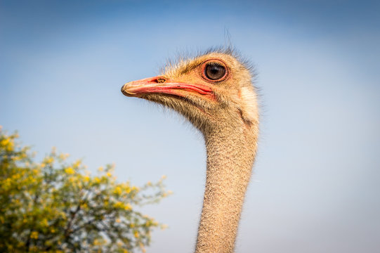 Ostrich face close up
