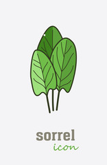 Sorrel vector icon. Vegetable green leaves