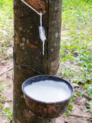 Rubber Latex  milk of rubber trees in rubber garden.