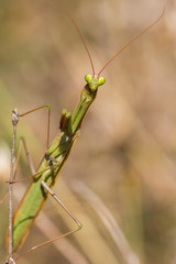 A Green Mantis Sitting on a Plant and Waiting Quietly for a Photo