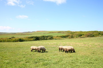 Obraz premium sheep