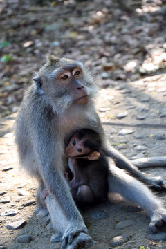 Baby monkey with mother monkey. Monkey Forest, Bali, Indonesia.