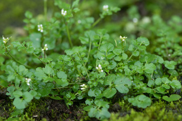 Hairy bittercress (Cardamine hirsuta) plant. Common weed and bitter edible herb in the mustard family (Brassicaceae)