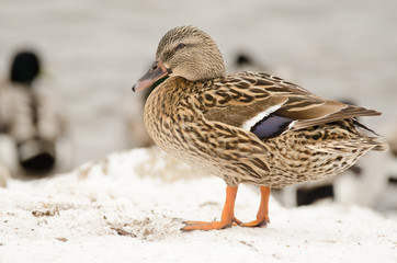 Female mallard in the snow
