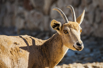 mitzpe ramon