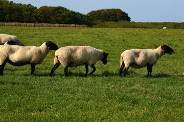 Fototapeta premium sheep