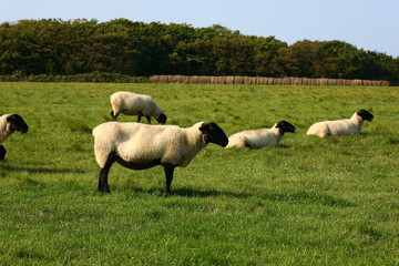 Fototapeta premium sheep