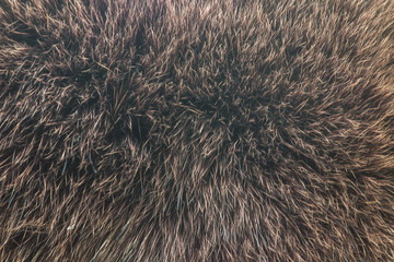 brown fur close up