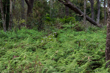 Fern on the Phu Kradueng National Park.