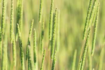 Green grass background