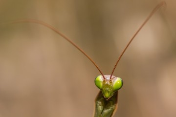 A Portrait of the Shy Mantis 