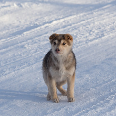 frozen ginger puppy