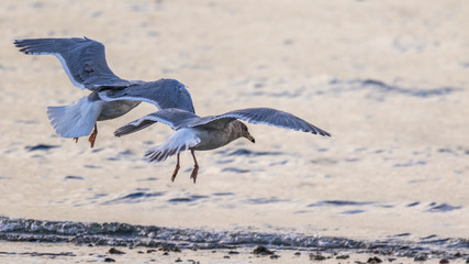 Seagulls with spread wings flying over the shore of the sea
