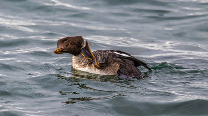Fototapeta premium Beautiful brown duck is floating on the waves