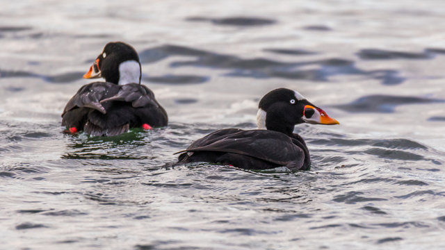 The surf scoter breeds on the coasts of the northern United States. The male is all black, except for white patches on the nape and forehead. It has a bulbous red, yellow and white beak. 