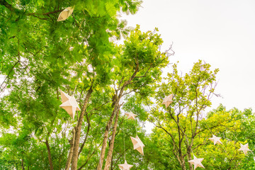 Beautiful green Forest trees .