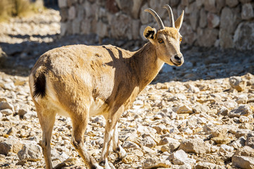 desert negev